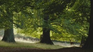 natuur voor je gezondheid