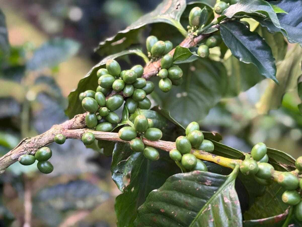 welke koffiebonen vind je in Bhutan